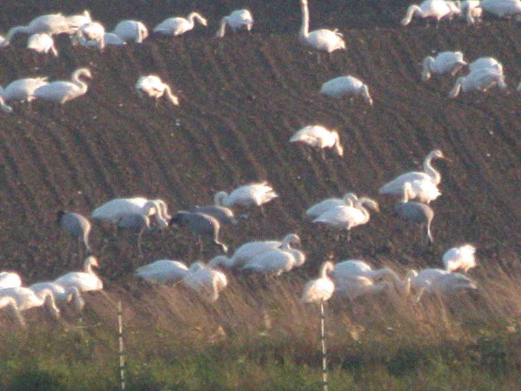 Cranes November 15 2009 MJMcGill 017