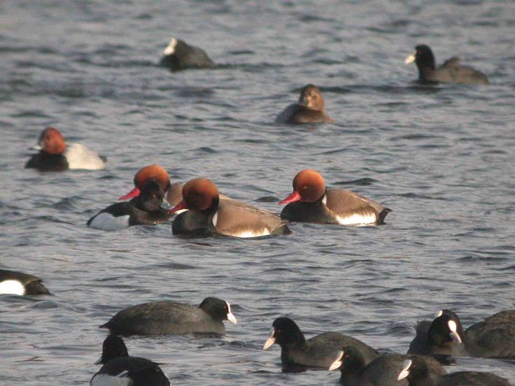 Red-crested Pochard, Frampton Pools 9 January 2010 MJMcGill
