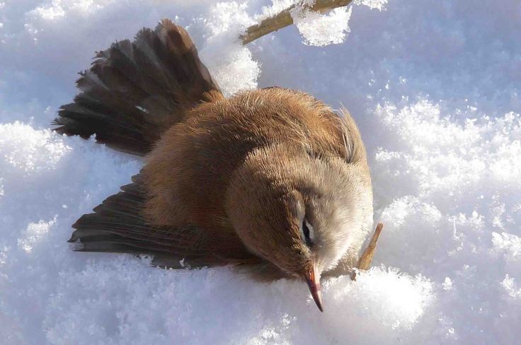 Cetti's Warbler (died due to cold and starvation) 7 January 2010 MJMcGill