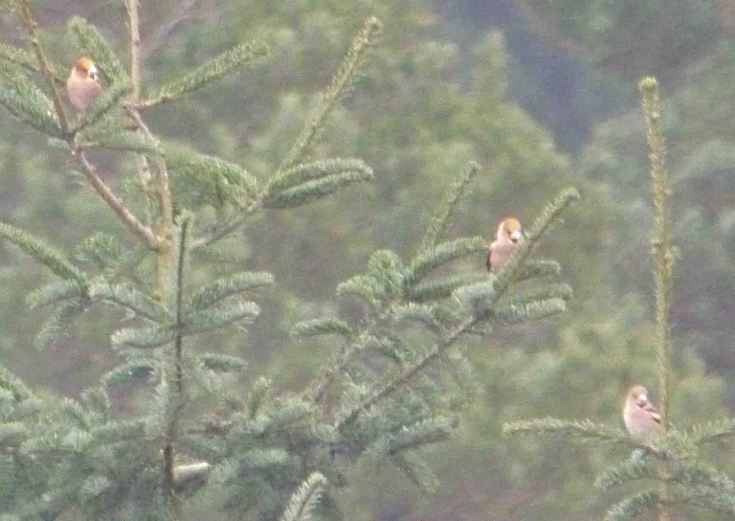 Hawfinches, Forest of Dean 23 January 2010 MJMcGill 015