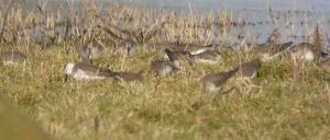 White-headed Dunlin 17 January 2010 MJMcGill 011