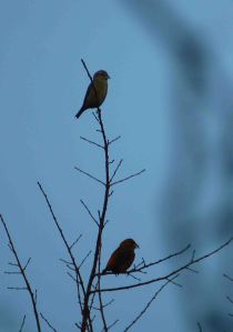 Crossbills, Forest of Dean 23 January 2010 MJMcGill 002