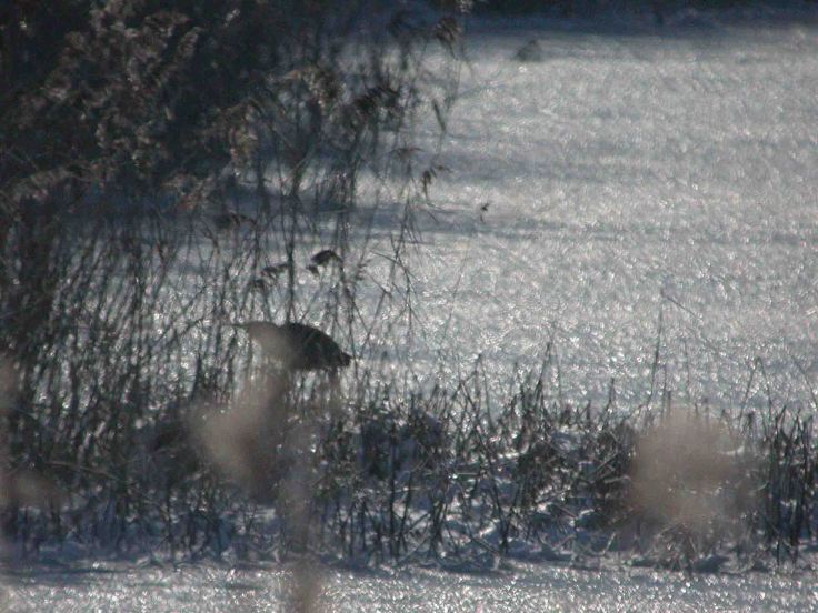 Bittern, WWT 7 January 2010 MJMcGill 001