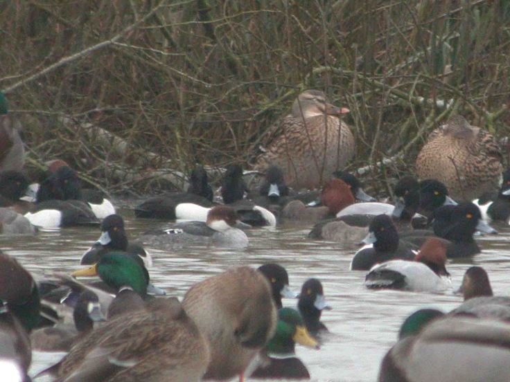 Smew, WWT South Lake, 5 January 2010 MJM