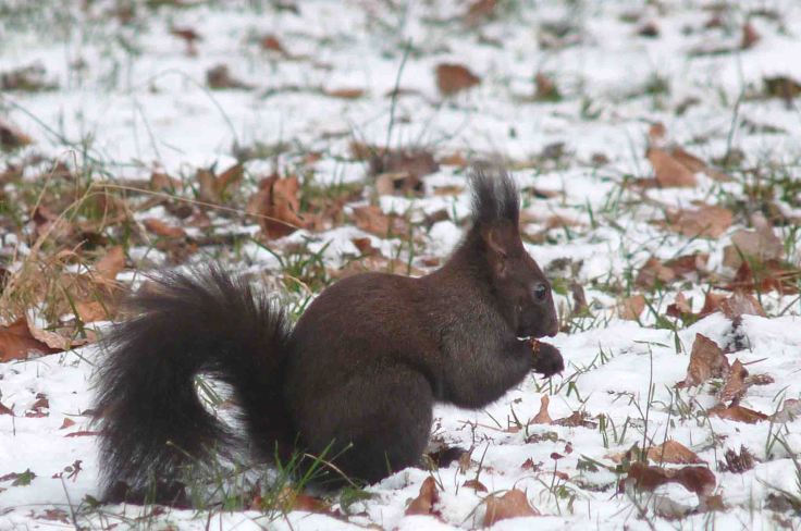 'Black' Red Squirrel, Slovenia, Bled  17-20 December 2009 MJMcGill