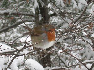 Robin, Bled, Slovenia 001