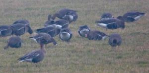 Pink-footed Goose 26 January 2010 WWT MJMcGill 010