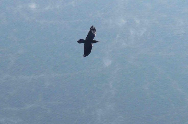 Raven, Slovenia, Bled  20 December 2009 MJMcGill 273