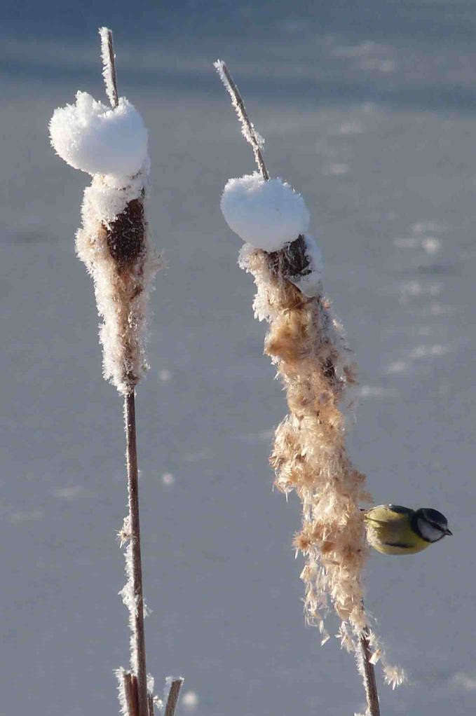 Blue Tit and bullrushLumix 7 January 2010 MJMcGill