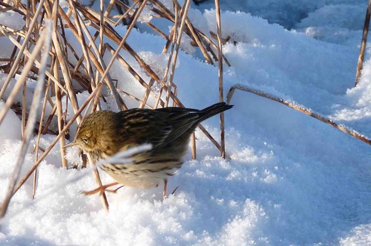 Meadow Pipit in the snow 7 January 2010 MJMcGill