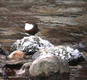 Dipper, Vintgar Gorge, Slovenia 002