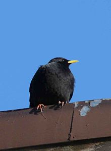 Alpine Chough, Cave, Italy 18 December 2009 MJMcGill 082