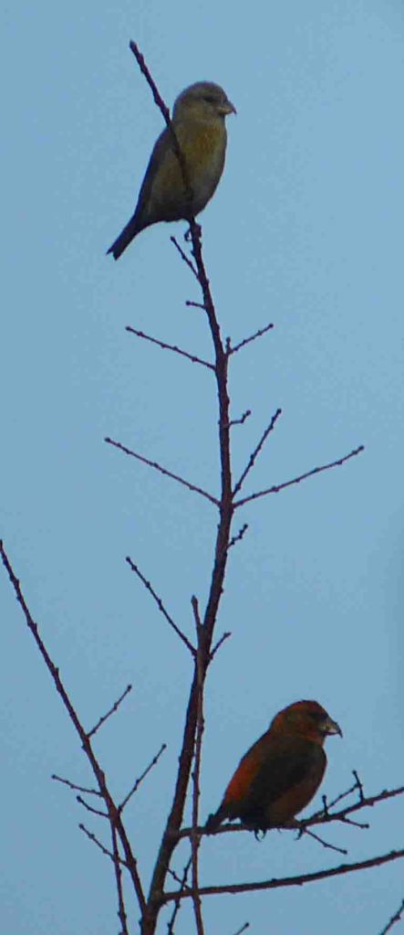 Crossbills, Forest of Dean 23 January 2010 MJMcGill 111