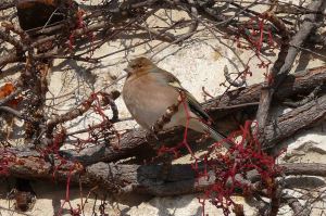 Chaffinch, Slovenia, Bled  20 December 2009