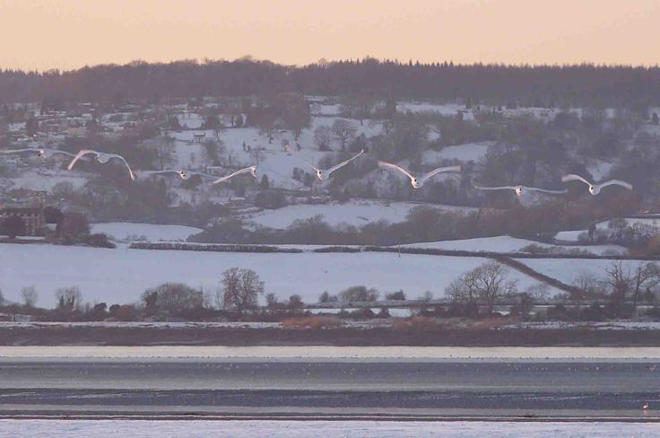 Bewick's Swans return from Severn 7 January 2010 MJMcGill
