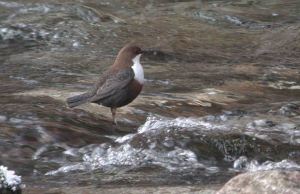 Dipper, Vintgar Gorge, Slovenia 001