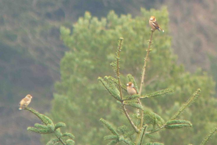 Hawfinches, Forest of Dean 23 January 2010 MJMcGill 008