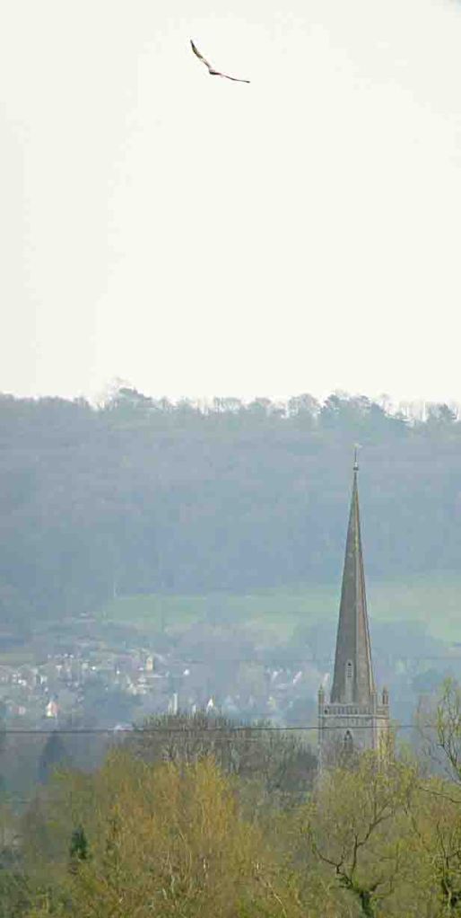 Red Kite, 11 April 2010 MJMcGill Panansonic DMC FZ28