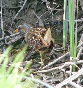 Spotted Crake WWT, 25 April 2010 MJMcGill Panansonic DMC FZ28 006