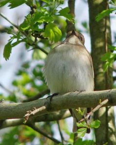 Pied Flycatcher WWT, 20 April 2010 MJMcGill Panansonic DMC FZ28 051