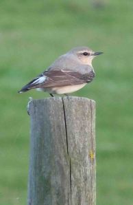 Wheatear (grey), WWT 25 April 2010 MJMcGill Panansonic DMC FZ28 019