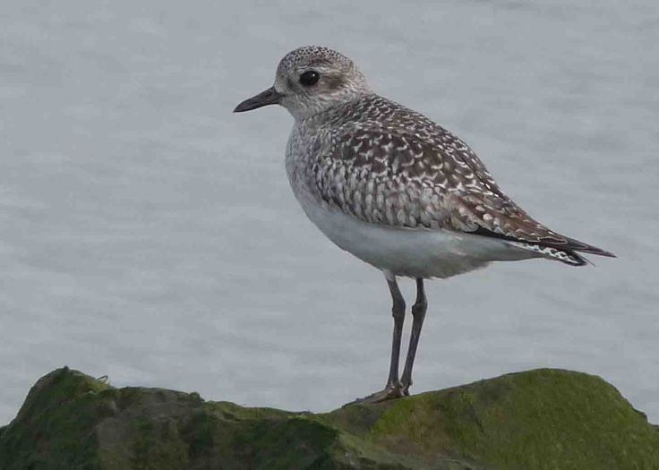 Grey Plover, 26 April 2010 MJMcGill Panansonic DMC FZ28 009