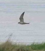 Hobby, 26 April 2010 MJMcGill Panansonic DMC FZ28 012