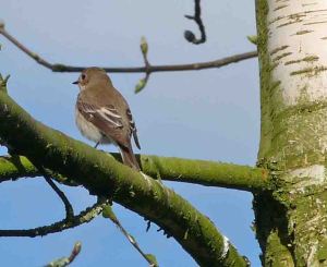 Pied Flycatcher WWT, 20 April 2010 MJMcGill Panansonic DMC FZ28 030