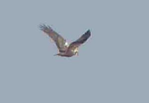 Marsh Harrier 3 18 April 2010 MJMcGill Panansonic DMC FZ28 009