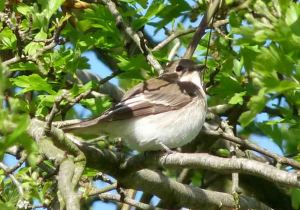 Pied Flycatcher WWT, 20 April 2010 MJMcGill Panansonic DMC FZ28 032