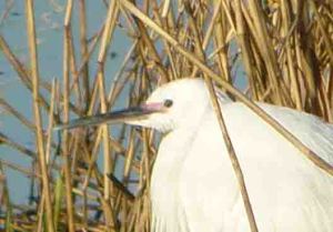 Little Egret, red skin on face, 7 April 2010 MJMcGill Panansonic DMC FZ28 017