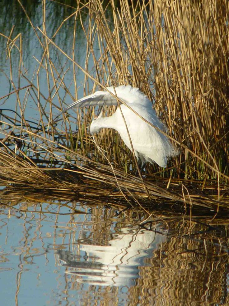 Preening Little Egret, 7 April 2010 MJMcGill Panansonic DMC FZ28 012