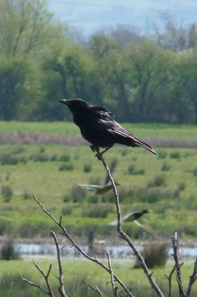 Carrion Crow, 100 Acre, 20-23 April 2010 MJMcGill Panansonic DMC FZ28 061