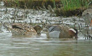 Garganey 2 April 2010 MJMcGill Panansonic DMC FZ28 023