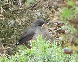 Dartford Warbler juvenile, 31 July 2010 New Forest, Roberta Goodall