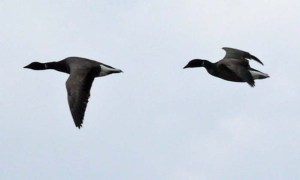 Dark-bellied Brent, flying past Middle Point, WWT, MJMcGill