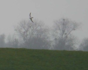 Pallid Harrier, 3 April 2012 MJMcGill