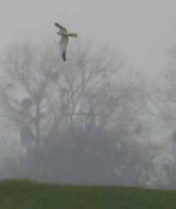 Pallid Harrier, 3 April 2012 MJMcGill 110