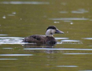 Common Scoter, Townfield Lake 8 April 12 MJMcGill
