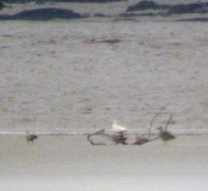 Iceland Gull #2 whiter bird 24 Apr 12 WWT MJMcGill