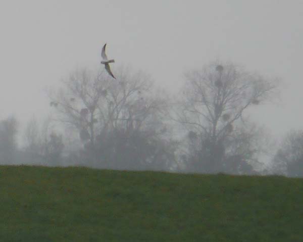 Pallid Harrier, 3 April 2012 MJMcGill