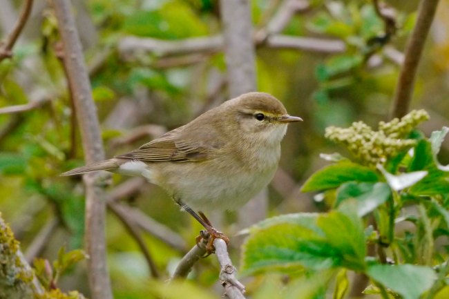 Willow Warbler, WWT 26 Apr 2012 MJMcGill