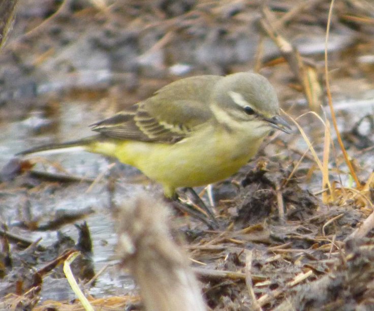 Yellow Wagtail female, Blue-headed 2 May 12 MJMcGill 001