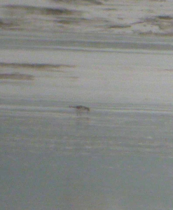 Red-necked Phalarope, Saul Warth 3 May 12 001 MJMcGill