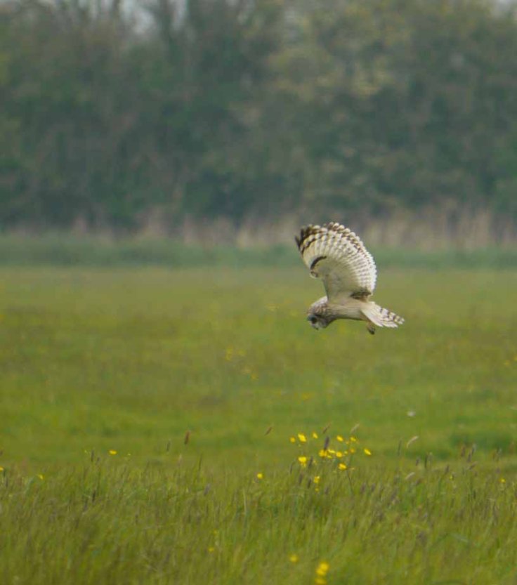Short-eared Owl hunting MJMcGill