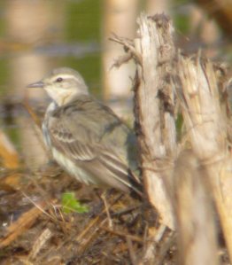 Plain-female-Yellow Wagtail, Goose House Ground 1 May 2012 MJMcGill