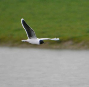 Little Gull, adult on the Tack Piece, 1 May 2012 MJMcGill