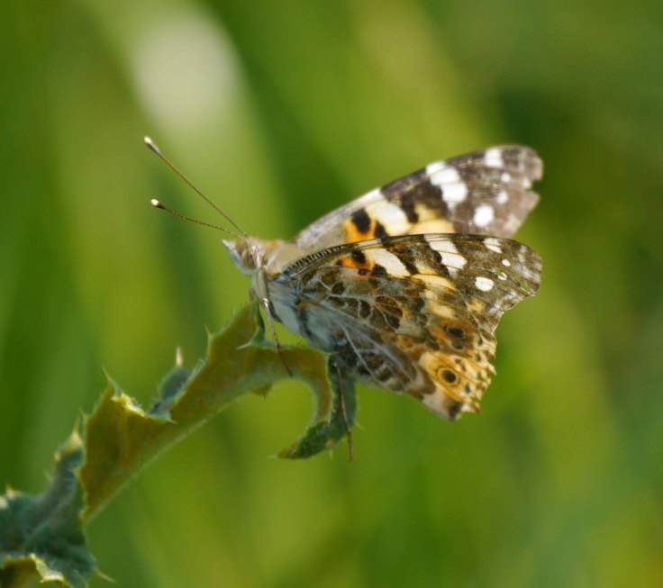 Painted Lady, WWT Slimbridge, Middle Point 30 May 2012 MJMcGill
