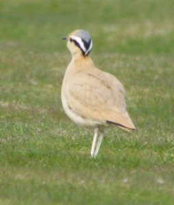 Cream Coloured Courser, Bradnor Hill, Hereford, MJMcGill