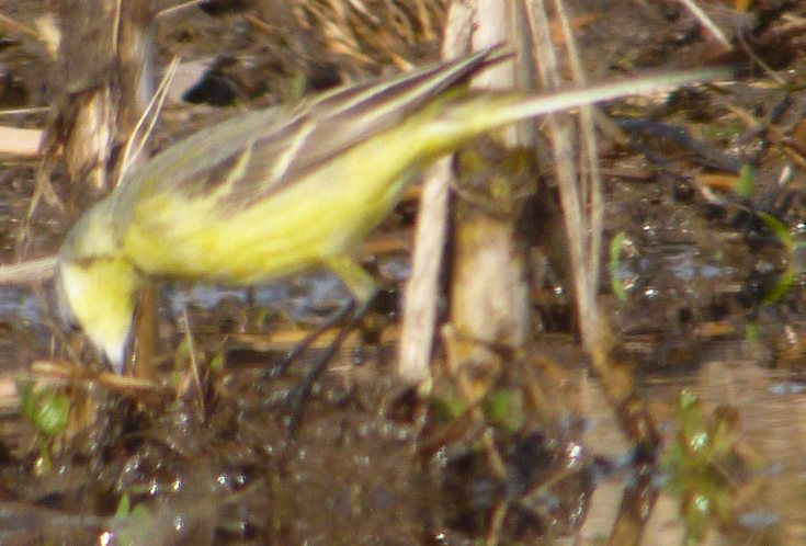 Blue-headed Wagtail, under the chin throat, Goose House Ground, WWT, MJMcGill 1 May 12